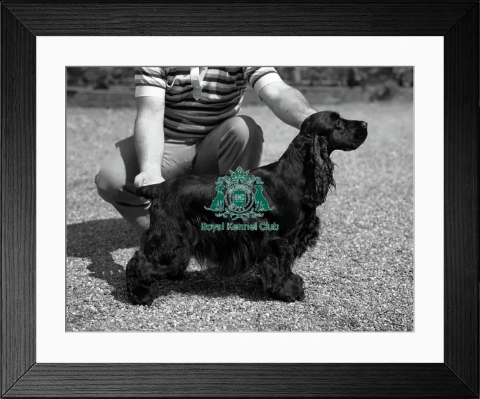 Framed Print : Spaniel-Cocker Framed Print : Spaniel-Cocker