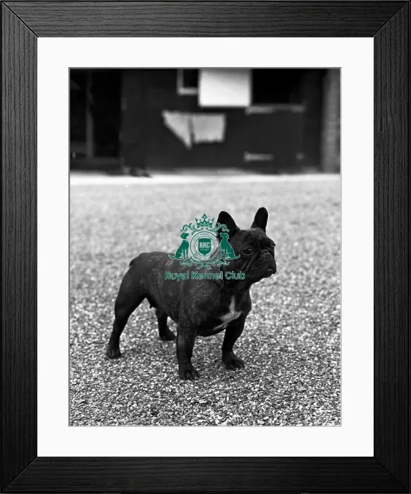 Framed Print : French Bulldog Framed Print : French Bulldog