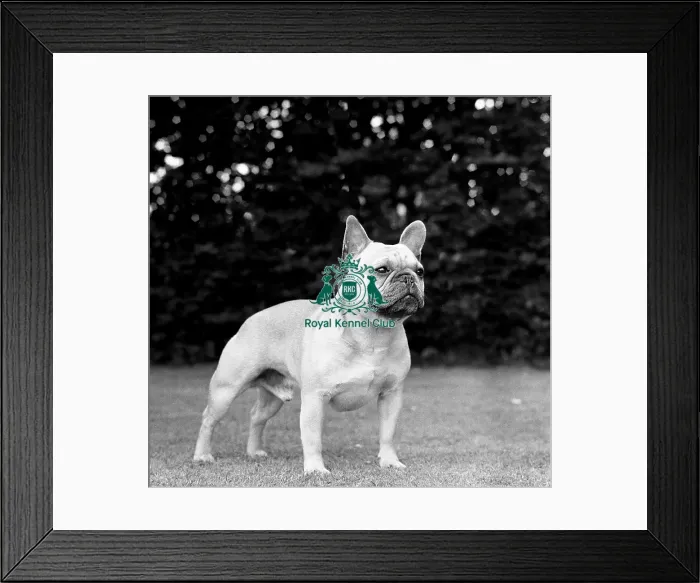 Framed Print : French Bulldog Framed Print : French Bulldog