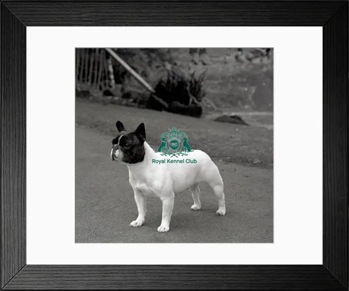 Framed Print : French Bulldog Framed Print : French Bulldog