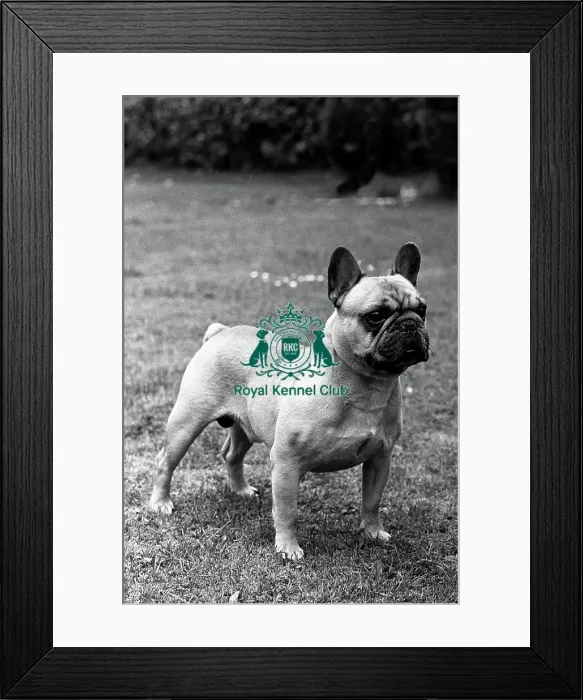 Framed Print : French Bulldog Framed Print : French Bulldog