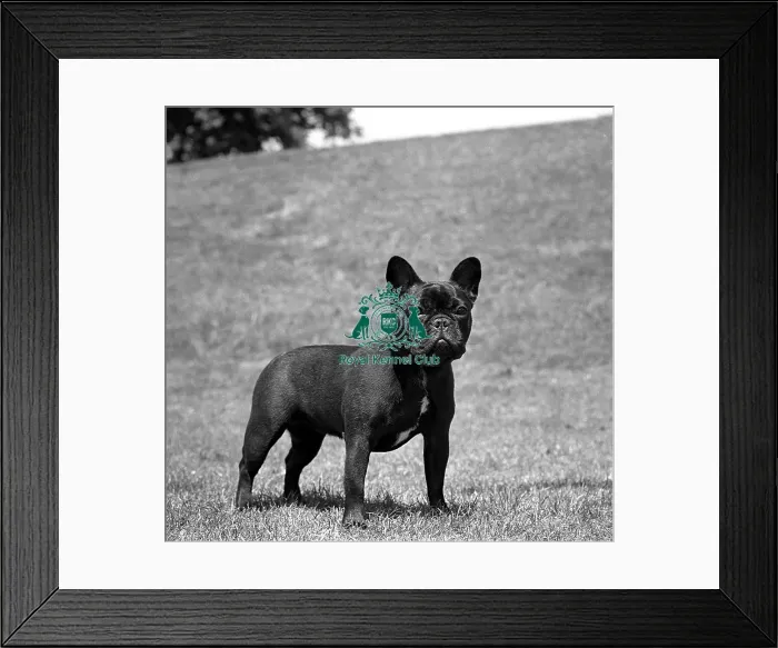 Framed Print : French Bulldog Framed Print : French Bulldog