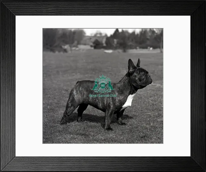 Framed Print : French Bulldog Framed Print : French Bulldog
