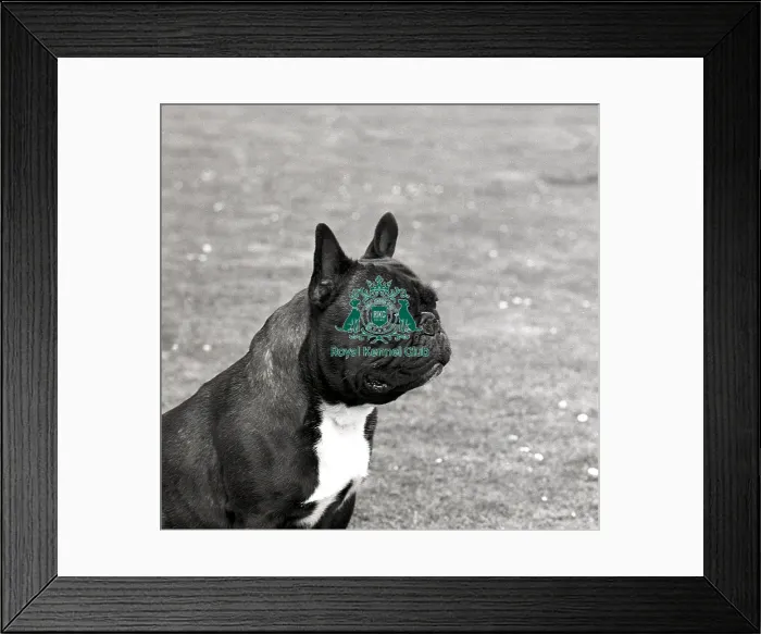 Framed Print : French Bulldog Framed Print : French Bulldog