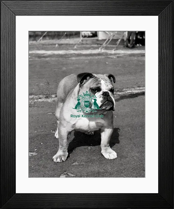 Framed Print : Bulldog. CH Beechlyn Golden Nugget of Denbrough Framed Print : Bulldog. CH Beechlyn Golden Nugget of Denbrough