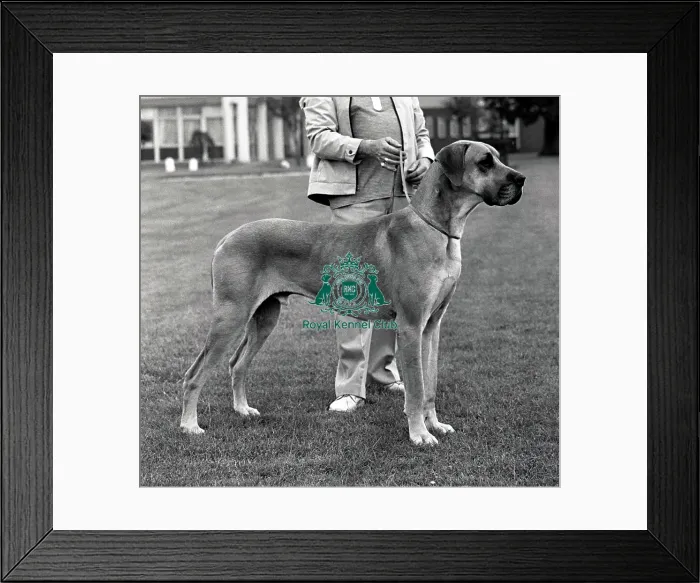 Framed Print : Great Dane Framed Print : Great Dane