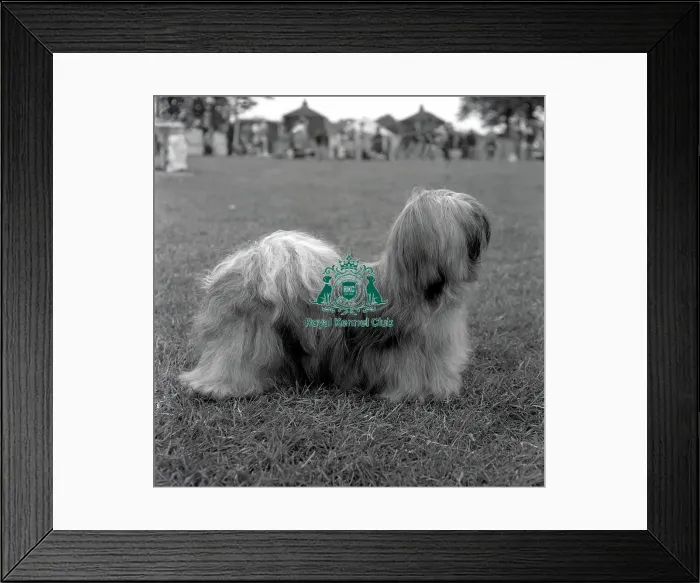 Framed Print : Lhasa Apso