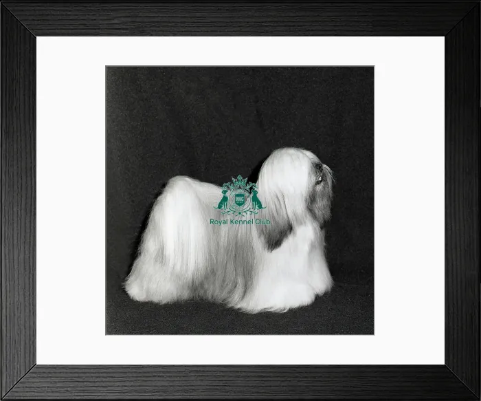 Framed Print : Lhasa Apso
