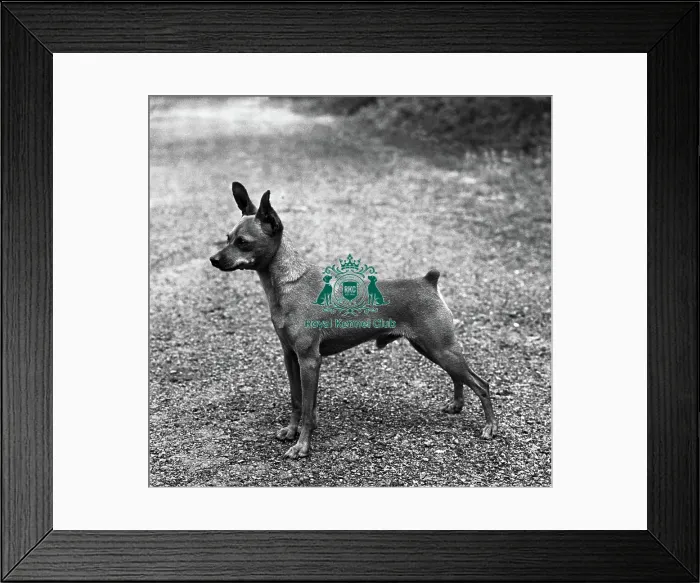 Framed Print : Miniature Pinscher