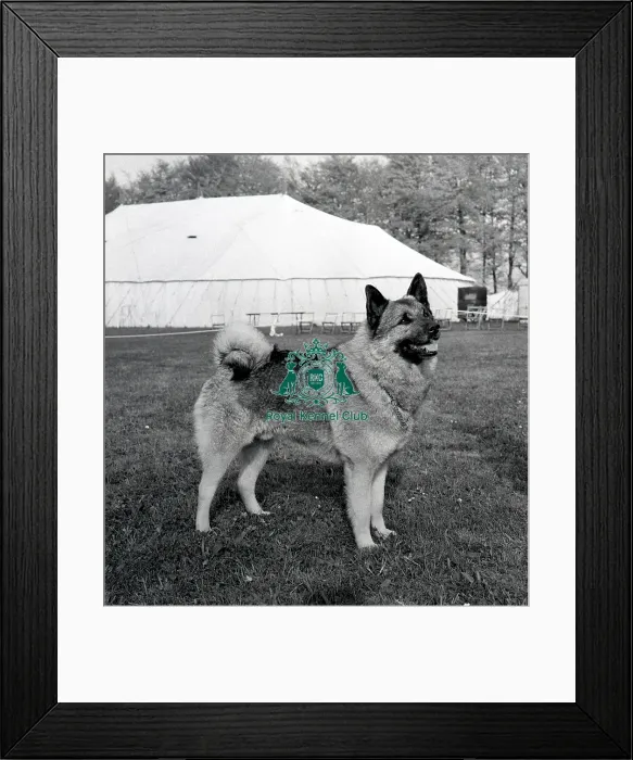 Framed Print : Norwegian Elkhound Framed Print : Norwegian Elkhound