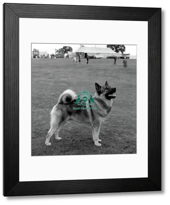 Framed Print : Norwegian Elkhound Framed Print : Norwegian Elkhound