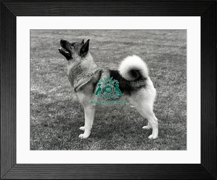 Framed Print : Norwegian Elkhuond