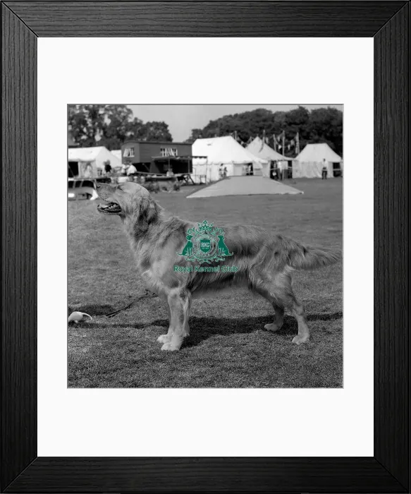 Framed Print : Retriever-Golden