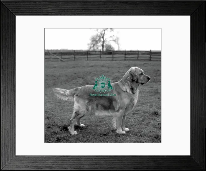 Framed Print : retriever-golden