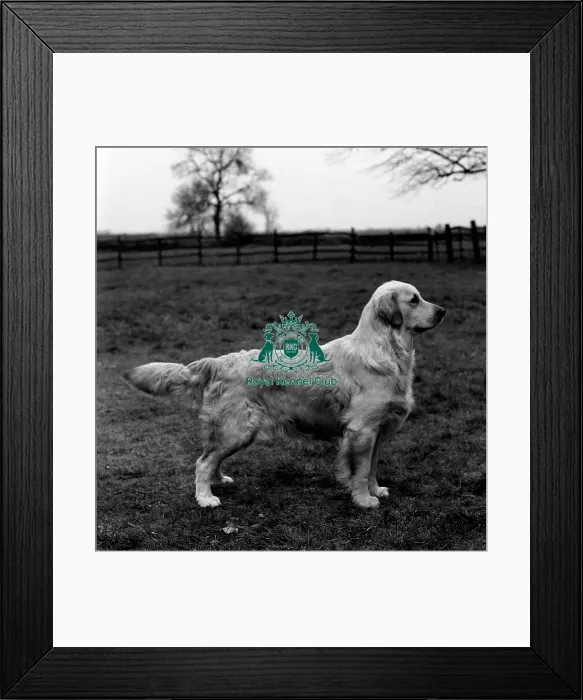Framed Print : Retriever-Golden