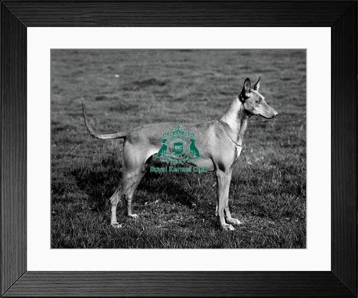 Framed Print : Pharaoh Hound Framed Print : Pharaoh Hound