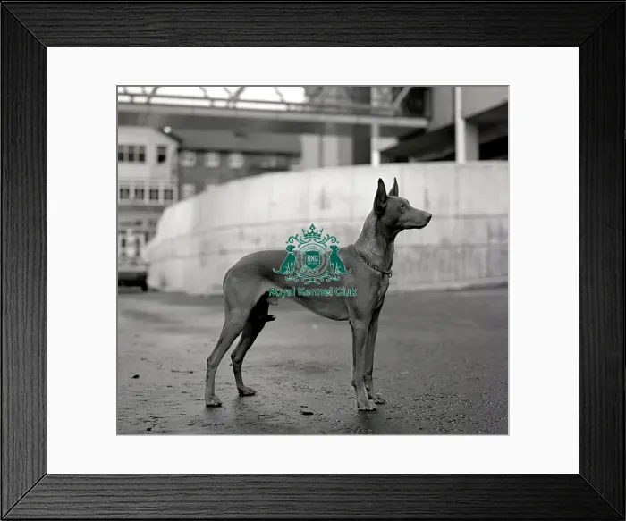 Framed Print : Pharaoh Hound Framed Print : Pharaoh Hound