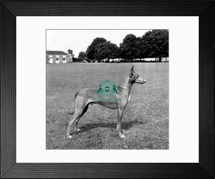 Framed Print : Pharaoh Hound Framed Print : Pharaoh Hound