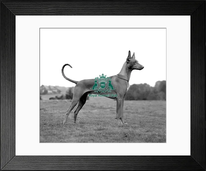 Framed Print : Pharaoh Hound Framed Print : Pharaoh Hound