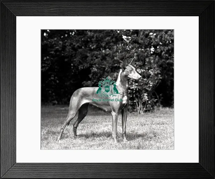 Framed Print : Pharaoh Hound Framed Print : Pharaoh Hound
