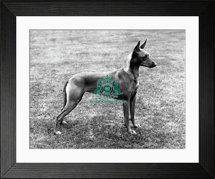 Framed Print : Pharaoh Hound Framed Print : Pharaoh Hound