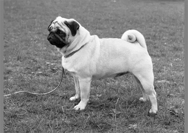 Pug. Dingleberry Vega. Note - There is increased concern among dog welfare organisations