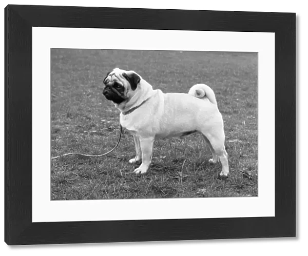 Pug. Dingleberry Vega. Note - There is increased concern among dog welfare organisations