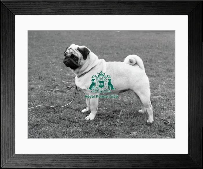 Framed Print : Pug. Dingleberry Vega. Note - There is increased concern among dog welfare organisations Framed Print : Pug. Dingleberry Vega. Note - There is increased concern among dog welfare organisations