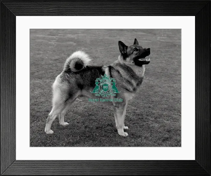 Framed Print : Norwegian Elkhound Framed Print : Norwegian Elkhound