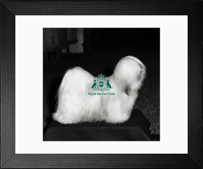 Framed Print : Lhasa Apso