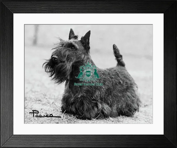 Framed Print : Scottish Terrier Framed Print : Scottish Terrier