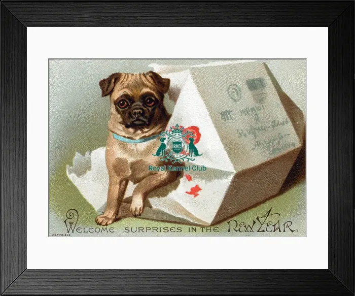 Framed Print : The Celia Haddon Collection Framed Print : The Celia Haddon Collection