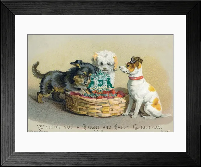 Framed Print : The Celia Haddon Collection