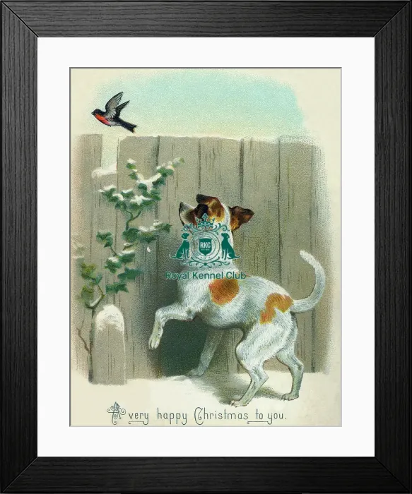 Framed Print : The Celia Haddon Collection Framed Print : The Celia Haddon Collection