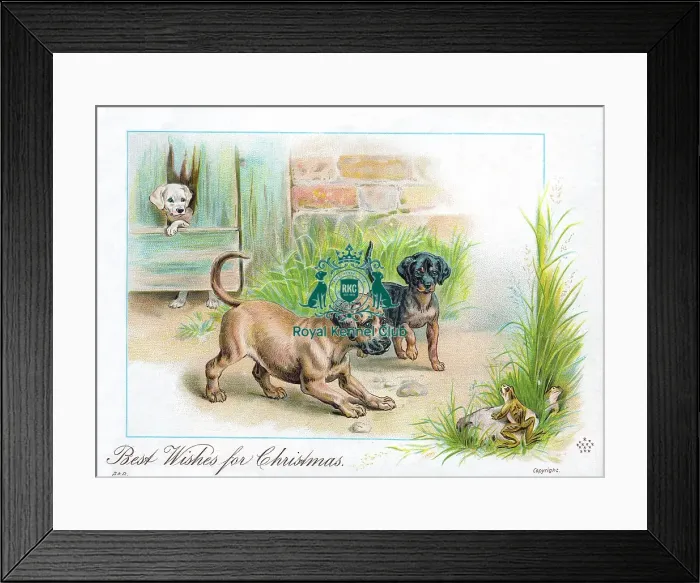 Framed Print : The Celia Haddon Collection