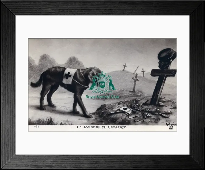 Framed Print : Celia Haddon Collection Framed Print : Celia Haddon Collection