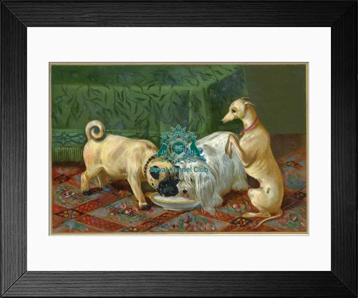 Framed Print : Celia Haddon Collection Framed Print : Celia Haddon Collection