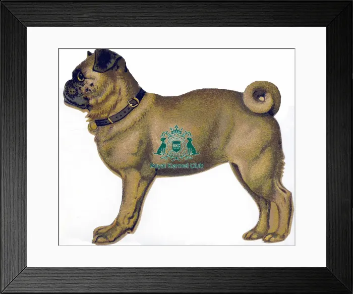 Framed Print : celia Haddon Collection Framed Print : celia Haddon Collection
