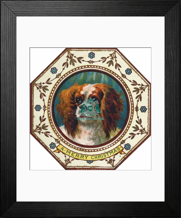 Framed Print : Cavalier King Charles Spaniel