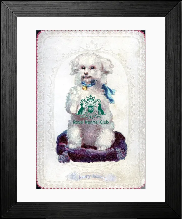 Framed Print : The Celia Haddon Collection Framed Print : The Celia Haddon Collection