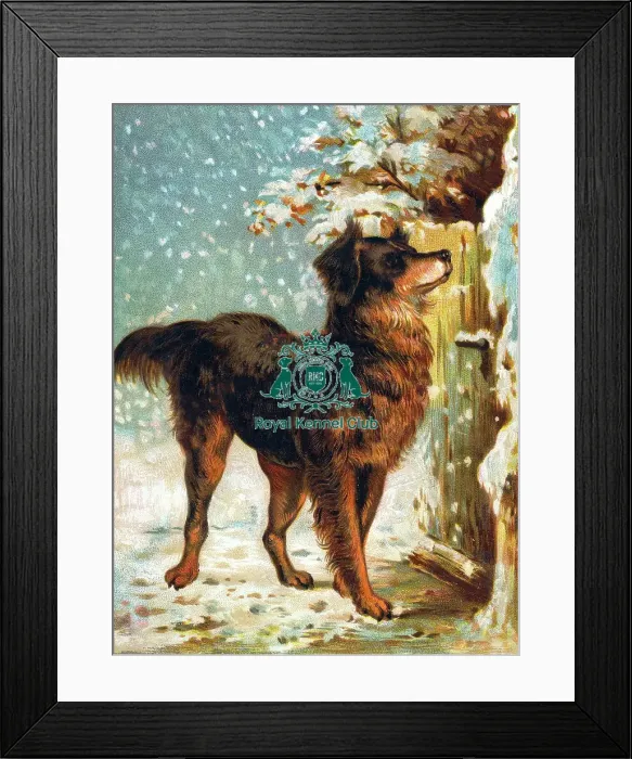 Framed Print : The Celia Haddon Collection