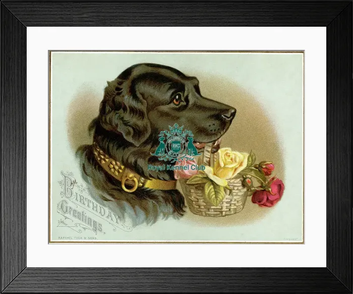 Framed Print : Celia Haddon Collection