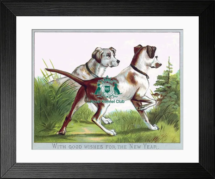 Framed Print : Celia Haddon Collection