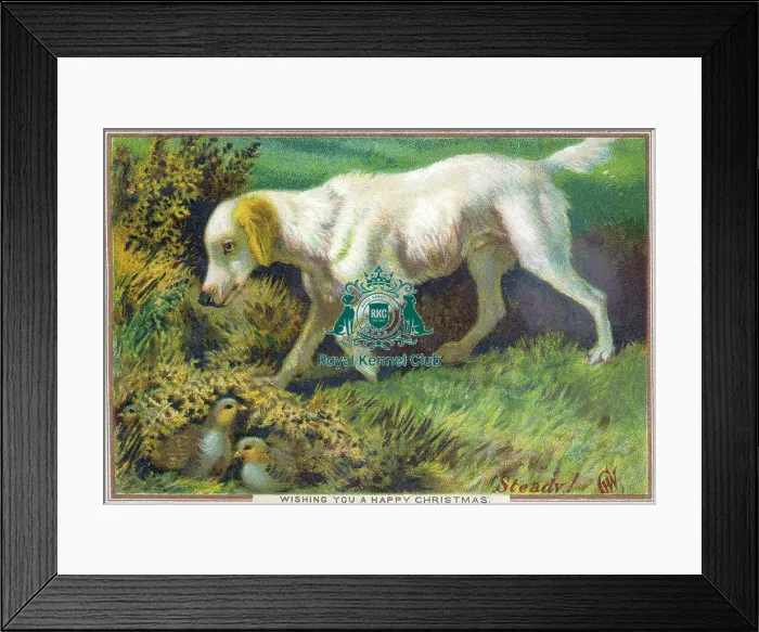 Framed Print : Retriever (Labrador)