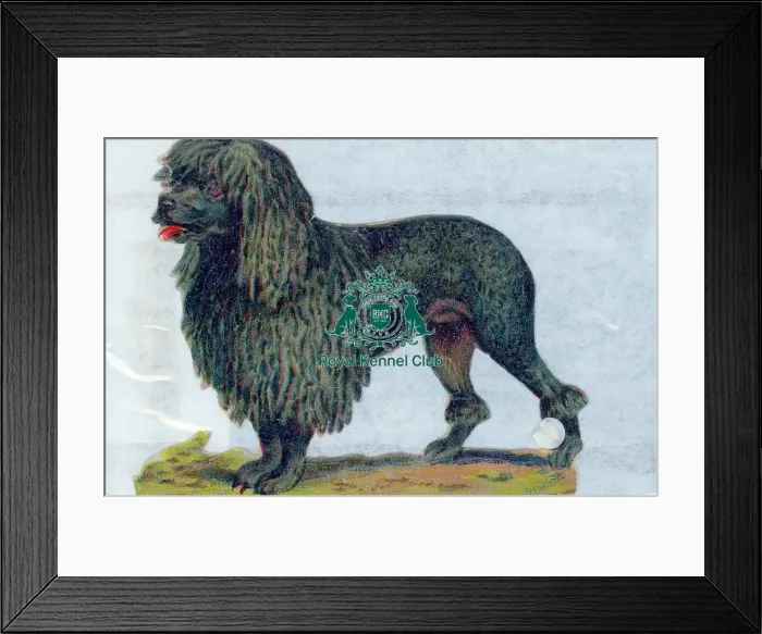 Framed Print : Celia Haddon Collection
