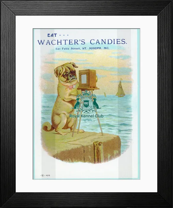 Framed Print : Celia Haddon Collection