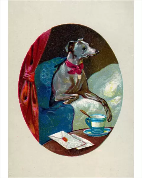 GREYHOUND. greyhound having a cup of tea in bed