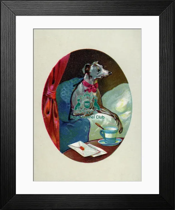 Framed Print : GREYHOUND. greyhound having a cup of tea in bed
