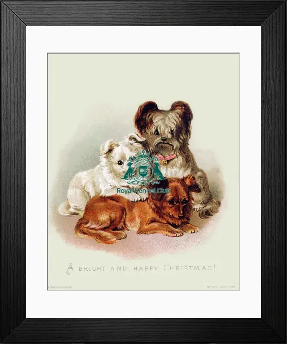 Framed Print : Celia Haddon Collection