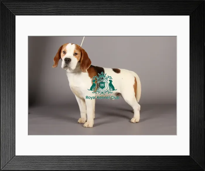 Framed Print : Beagle Framed Print : Beagle
